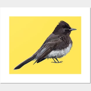 Black Phoebe Songbird Flycatcher Bird Posters and Art